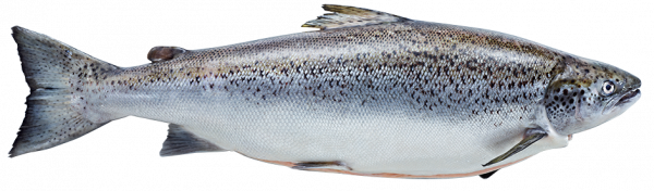 Whole Petuna Atlantic Salmon